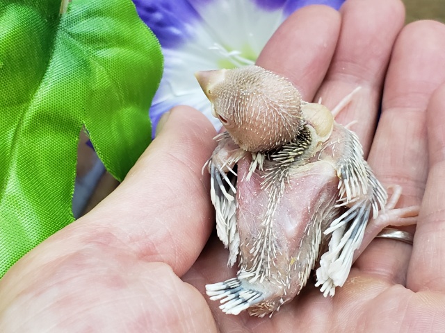 シルバーイノ文鳥