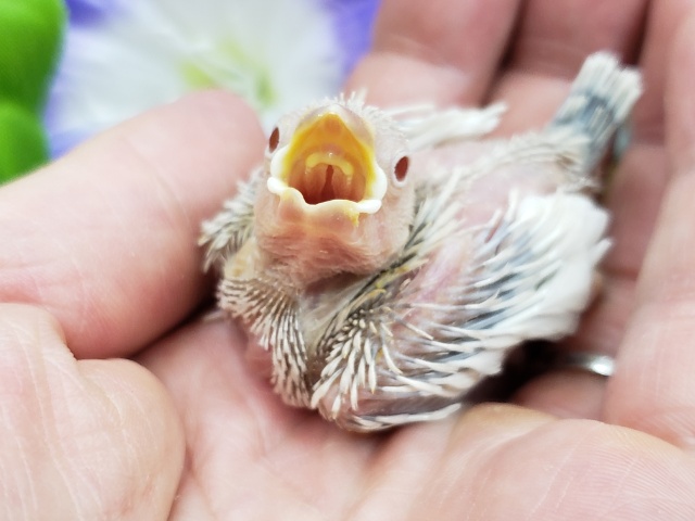 シルバーイノ文鳥