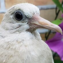 お待たせしました！ジュズカケ鳩入荷です