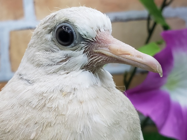 お待たせしました！ジュズカケ鳩入荷です