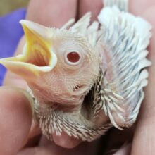 レアカラー文鳥！シルバーイノ入荷です