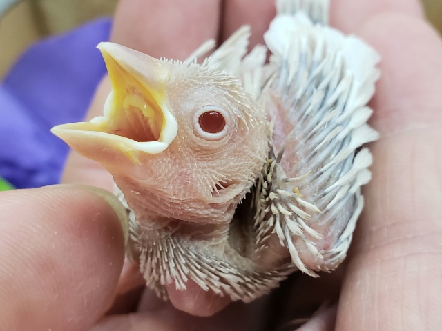 レアカラー文鳥！シルバーイノ入荷です