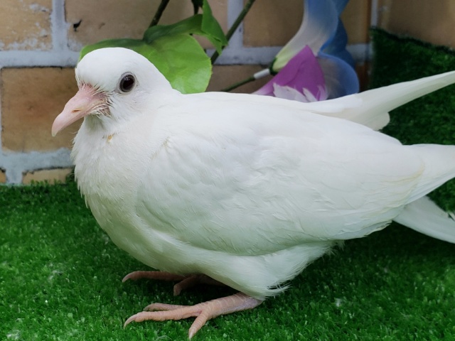 ギンバト