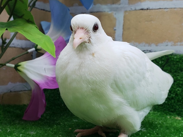 ギンバト