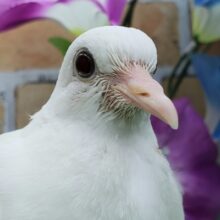 お待たせしました！銀鳩入荷！