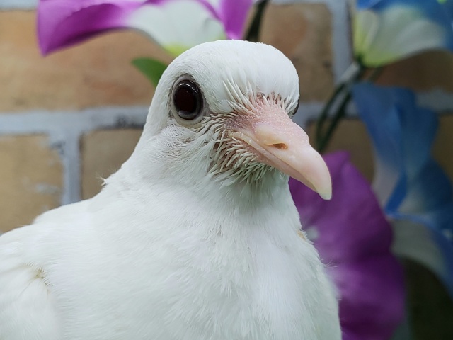 お待たせしました！銀鳩入荷！