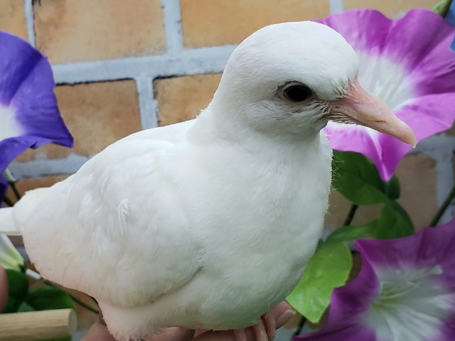 ギンバト