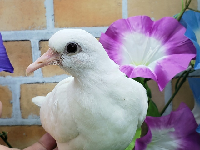 ギンバト