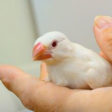 【最新画像更新🪄】成長じゅんちょー、ｷﾚｲな☆☆～～　シルバーイノ文鳥～～