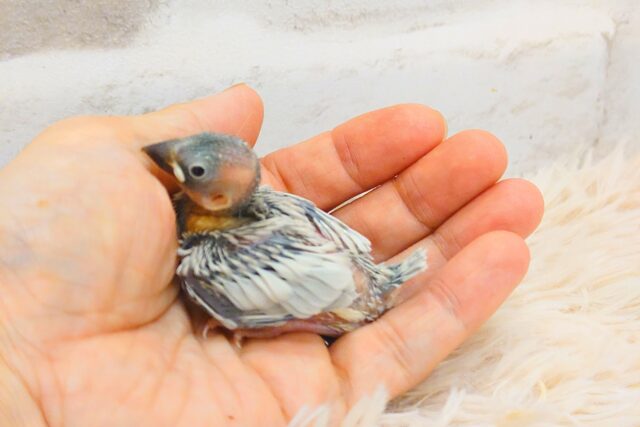 シルバー文鳥