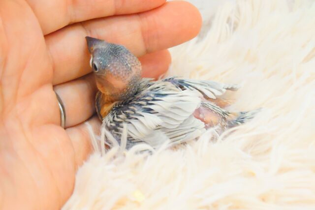 シルバー文鳥