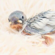 このお顔に美々っときたら、要ちゅうい～　シルバー文鳥～～