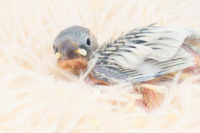 このお顔に美々っときたら、要ちゅうい～　シルバー文鳥～～