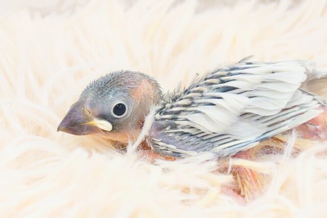 シルバー文鳥