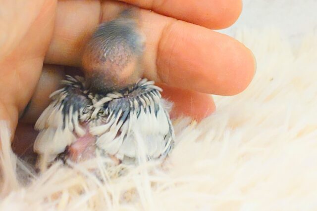 シルバー文鳥