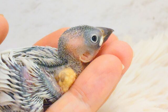 シルバー文鳥