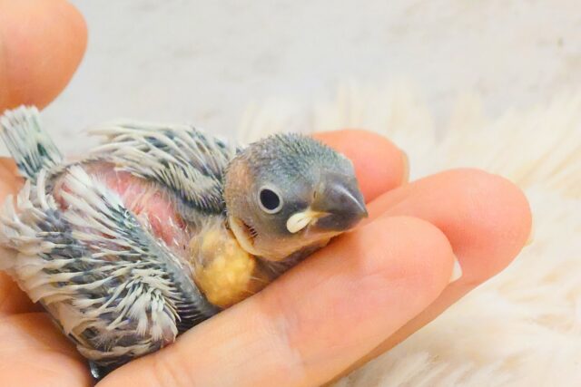 シルバー文鳥
