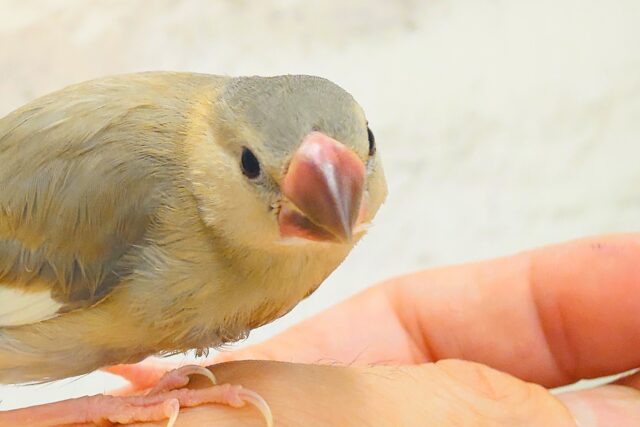 色変わり文鳥
