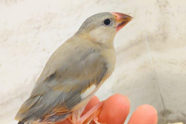 色変わり文鳥