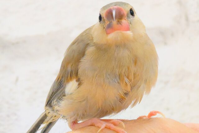 色変わり文鳥