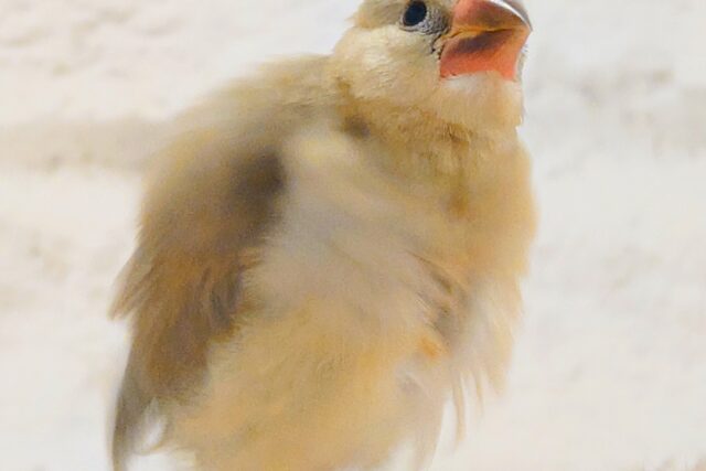 色変わり文鳥