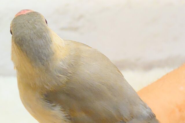 色変わり文鳥