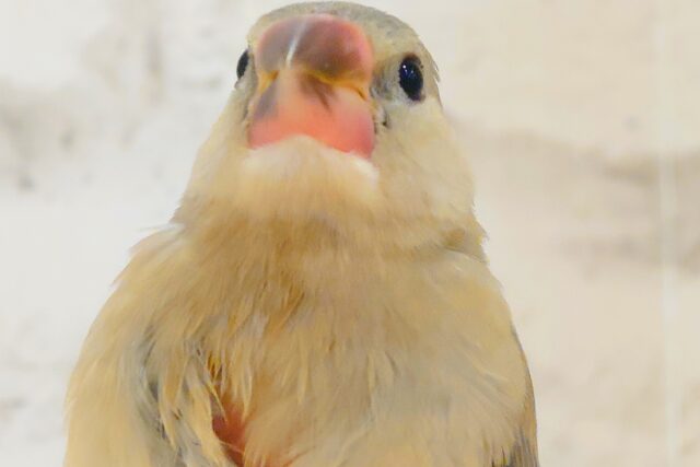 色変わり文鳥
