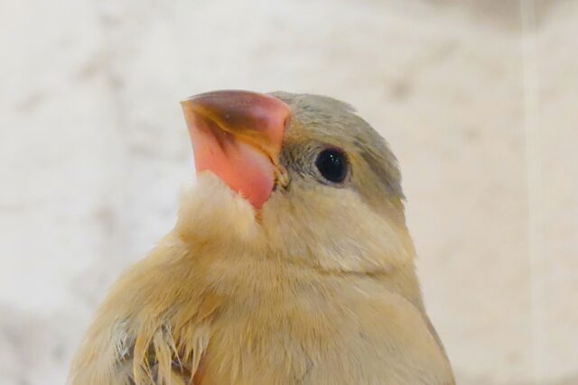 色変わり文鳥