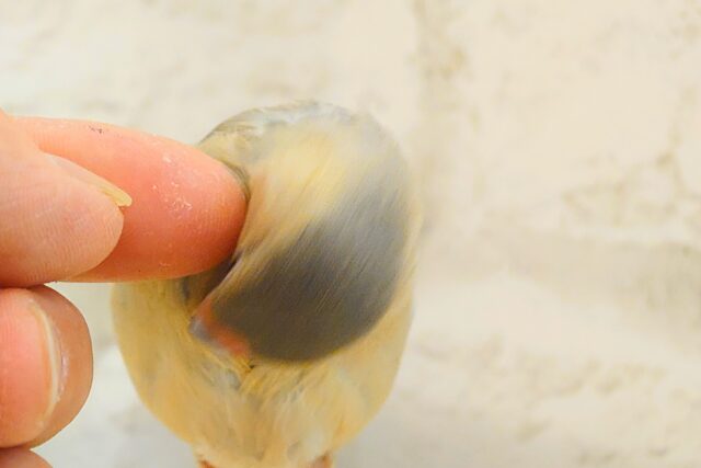 色変わり文鳥