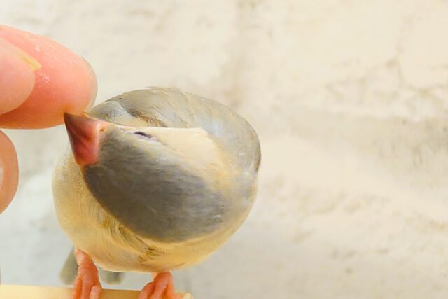 色変わり文鳥