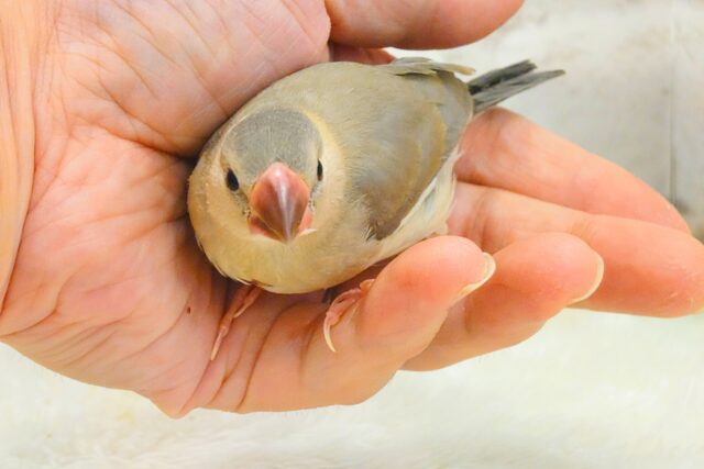 色変わり文鳥