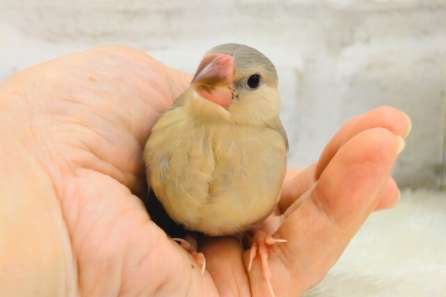 色変わり文鳥
