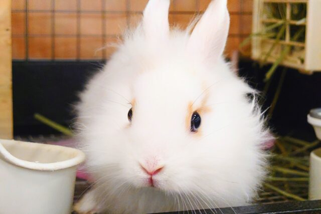 ライオンラビット