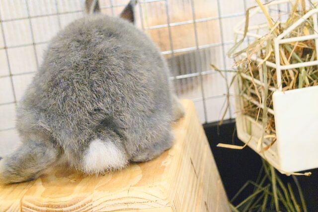 ネザーランドドワーフ