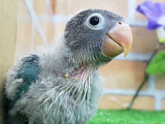 素敵なブルー。ボタンインコ入荷です。