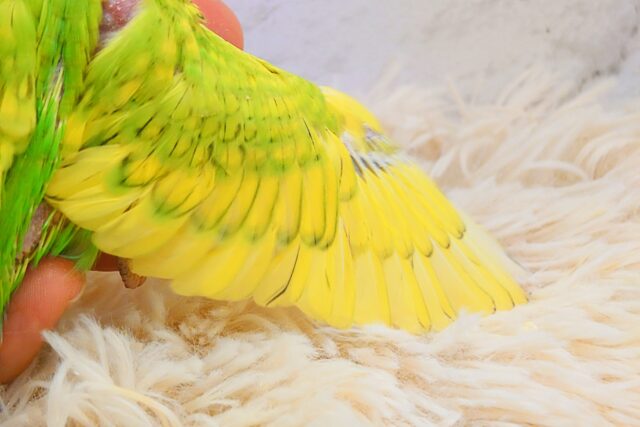 セキセイインコ