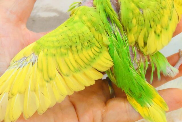 セキセイインコ
