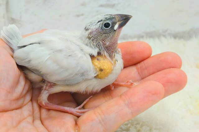 シルバー文鳥
