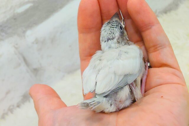シルバー文鳥