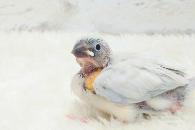 シルバー文鳥
