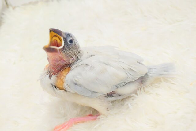 シルバー文鳥