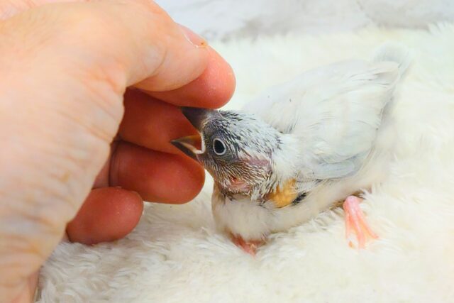 シルバー文鳥