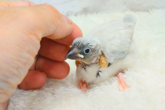 シルバー文鳥