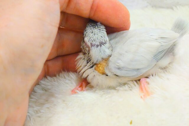 シルバー文鳥
