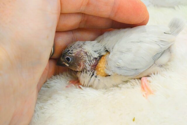 シルバー文鳥