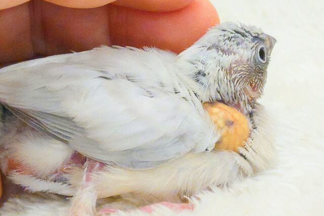 シルバー文鳥