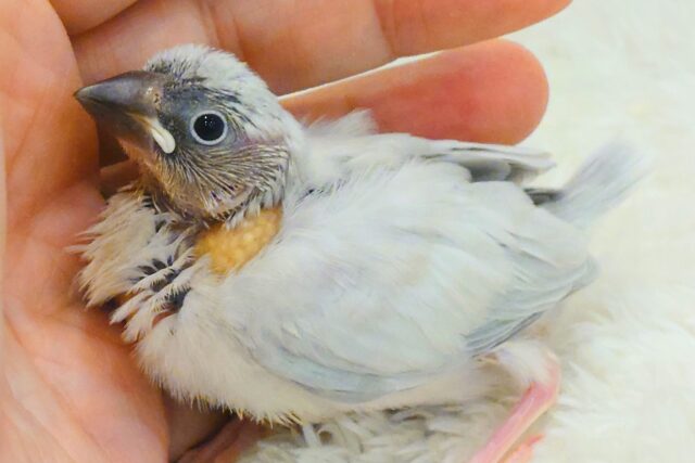 シルバー文鳥