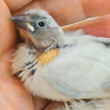 最新画像になります☆　このお顔に美々っときたら、要ちゅうい～　シルバー文鳥～～