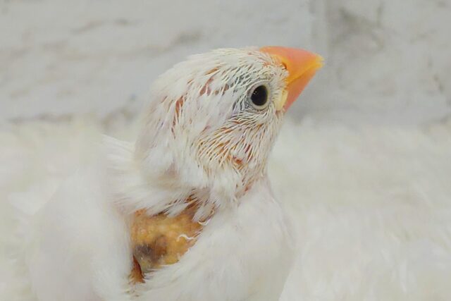 白文鳥