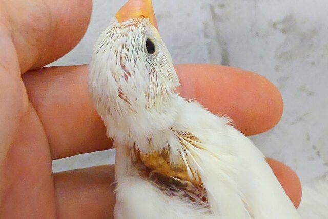 白文鳥